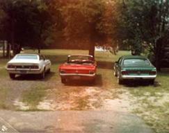 3_Mustangs small