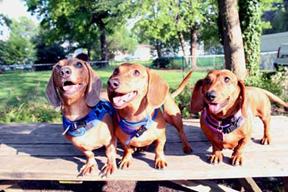 Dachshunds_1 small