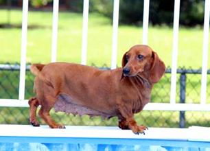 Rosie_Poolside_1 small