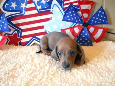 Baby_Shelby_1 small
