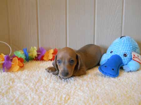 Baby_Shelby_1 small