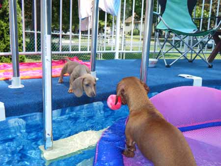 Baby_Shelby_6 small