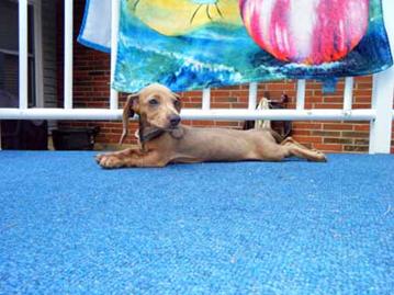 Baby_Shelby_7 small