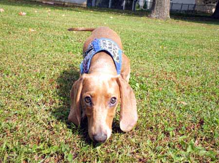 Baby_Shelby_10 small