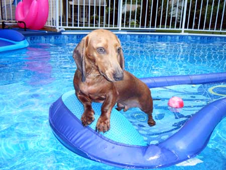 Shelby_Swimming_6 small