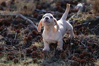 Willie_Lane_20. small
